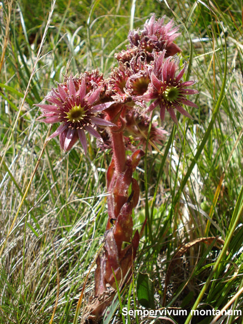 e'' un Sempervivum ?? Sempervivum tectorum